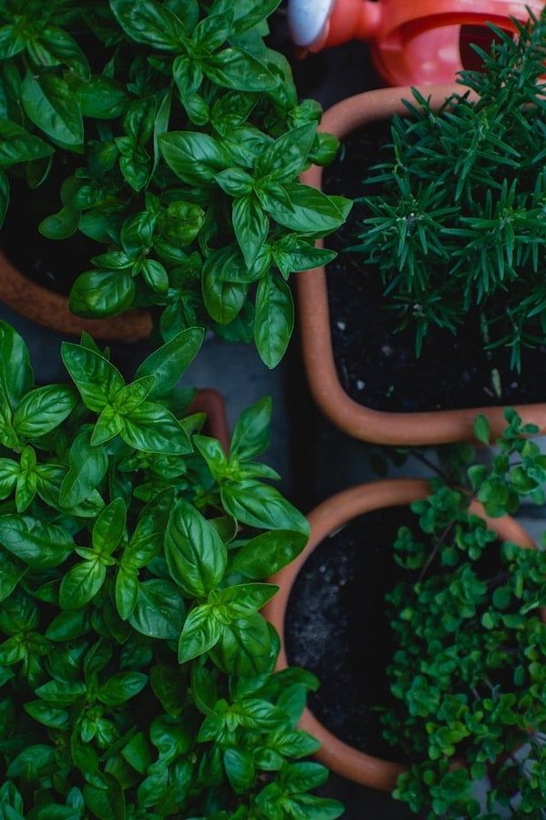 Les astuces pour cultiver des légumes sur un rebord de fenêtre ?